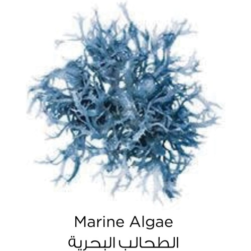 LOREAL CLAY MASK 50ML MARINE ALGAE